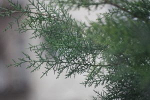 IMG_0187